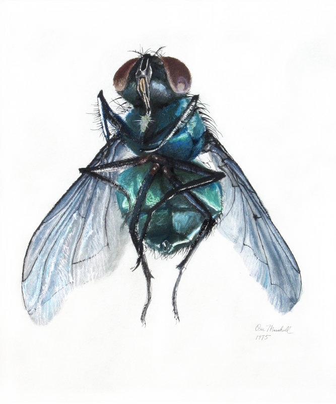 Portrait of a Fly